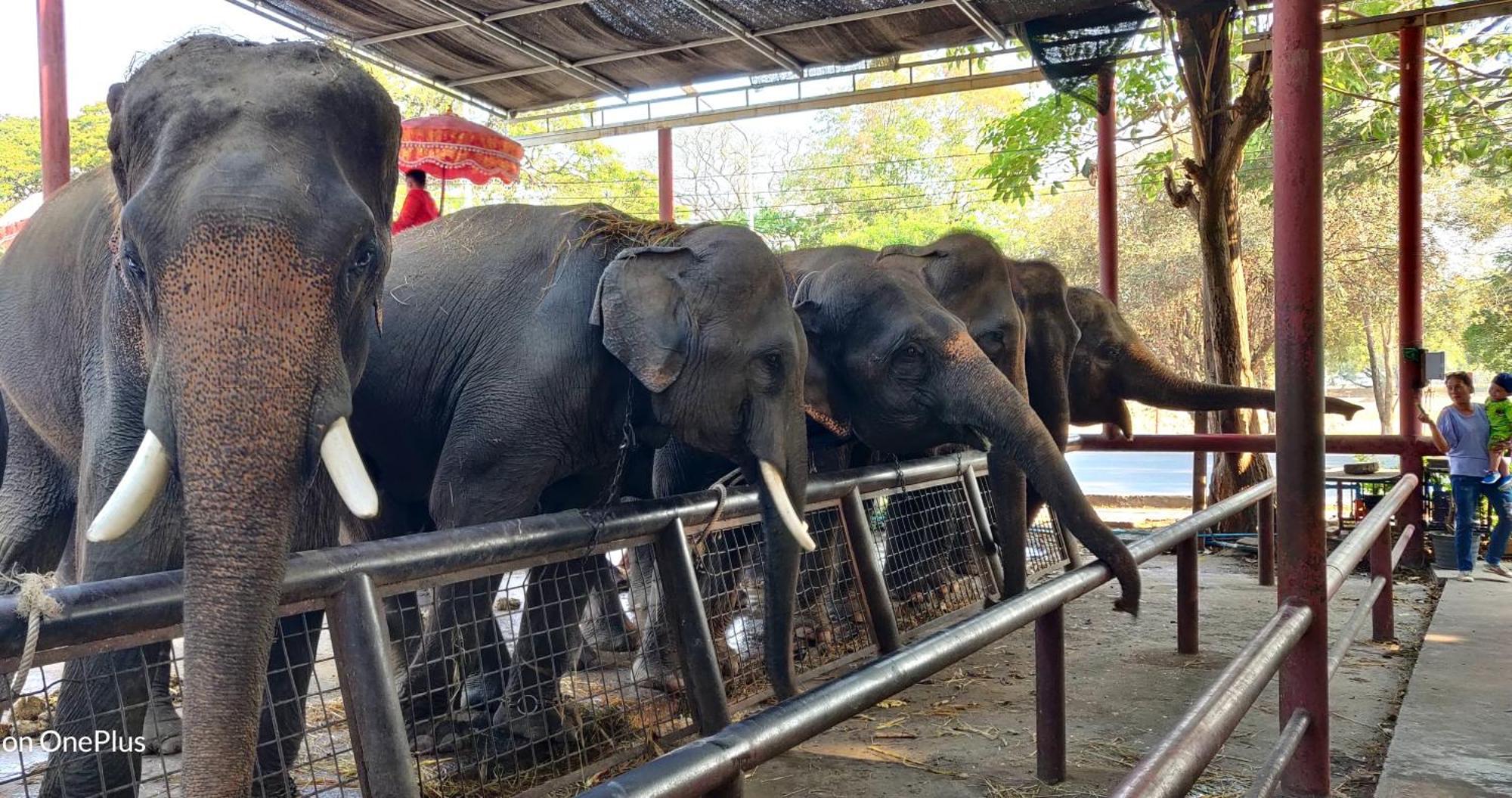 V House Otel Phra Nakhon Si Ayutthaya Dış mekan fotoğraf